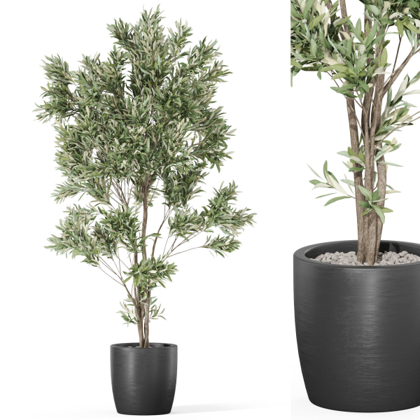 Plants collection 1004
