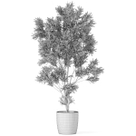 Plants collection 1004