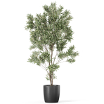 Plants collection 1004