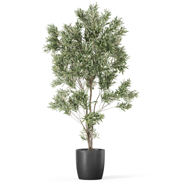 Plants collection 1004