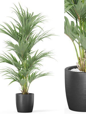 Plants collection 1007