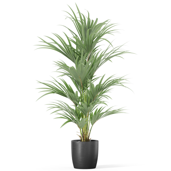 Plants collection 1007