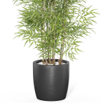 Plants collection 1008