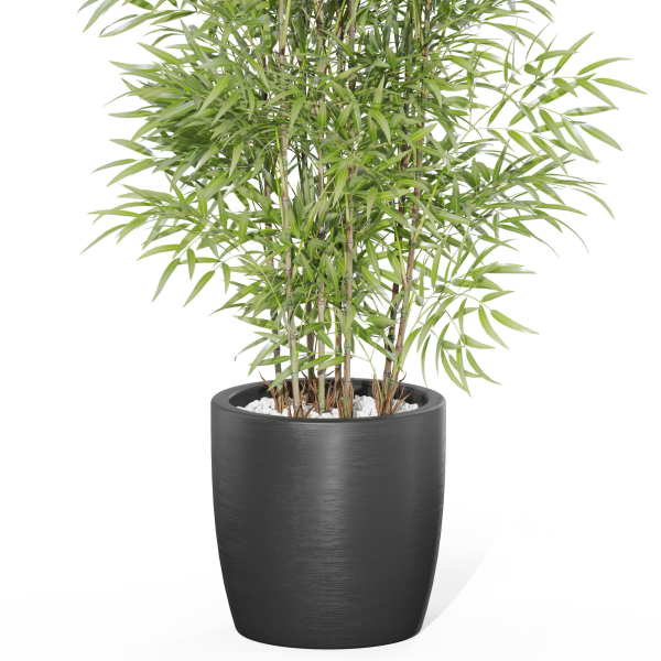 Plants collection 1008