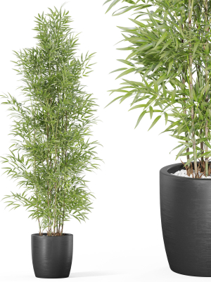 Plants collection 1008