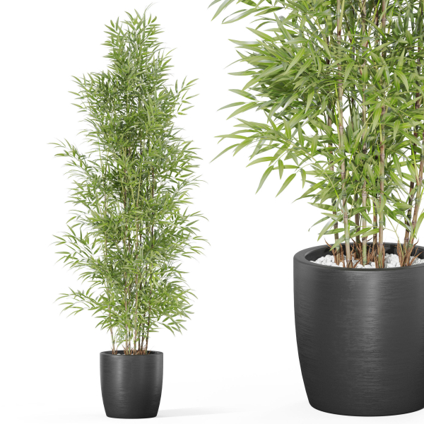Plants collection 1008