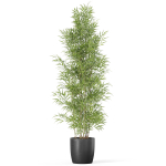 Plants collection 1008