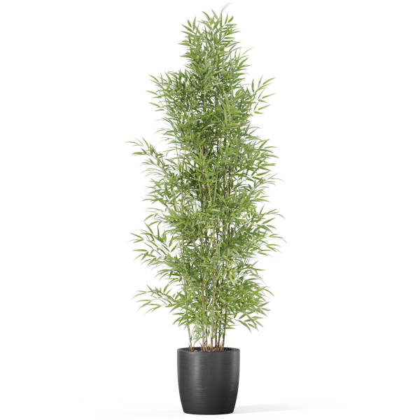 Plants collection 1008