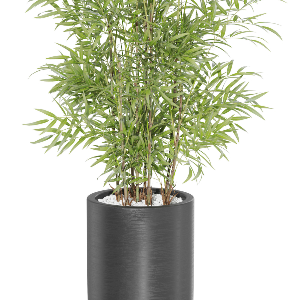 Plants collection 1009