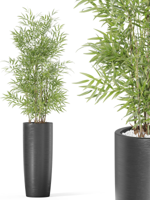 Plants collection 1009