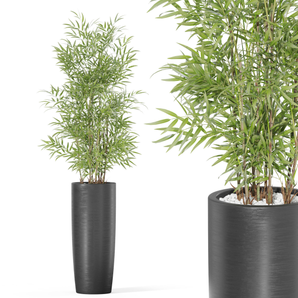 Plants collection 1009