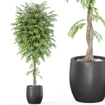Plants collection 1010