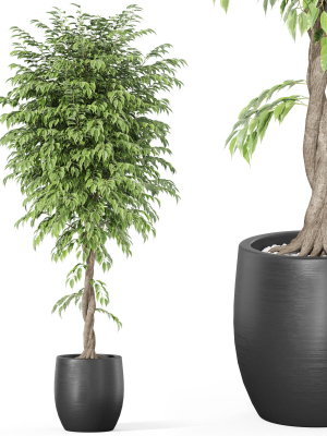 Plants collection 1010