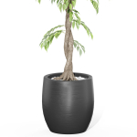 Plants collection 1010