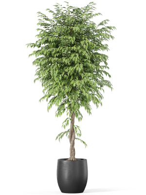 plants-collection-1010-3d-model-7318b03411
