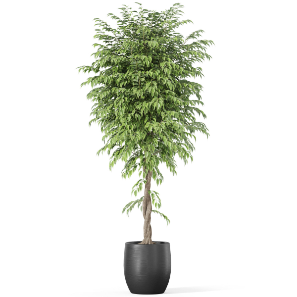 Plants collection 1010