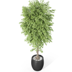 Plants collection 1010