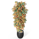 Plants collection 1012