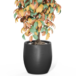 Plants collection 1012