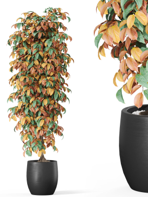 Plants collection 1012