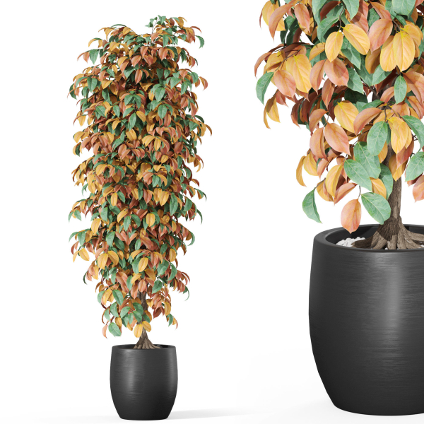 Plants collection 1012