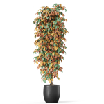 Plants collection 1012