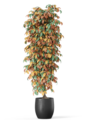 plants-collection-1012-3d-model-75ff3773cc