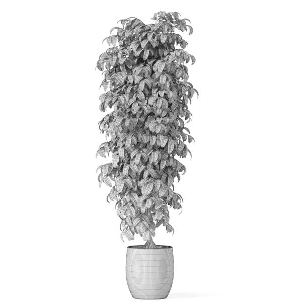 Plants collection 1012
