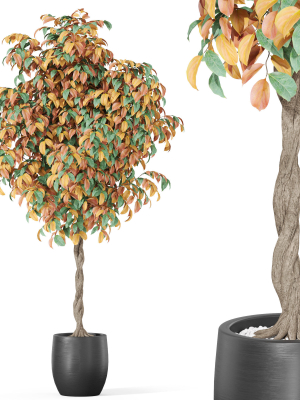 Plants collection 1013