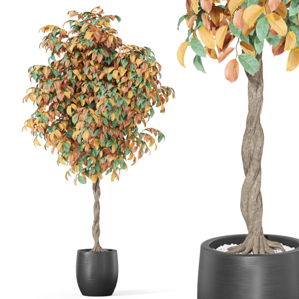 Plants collection 1013