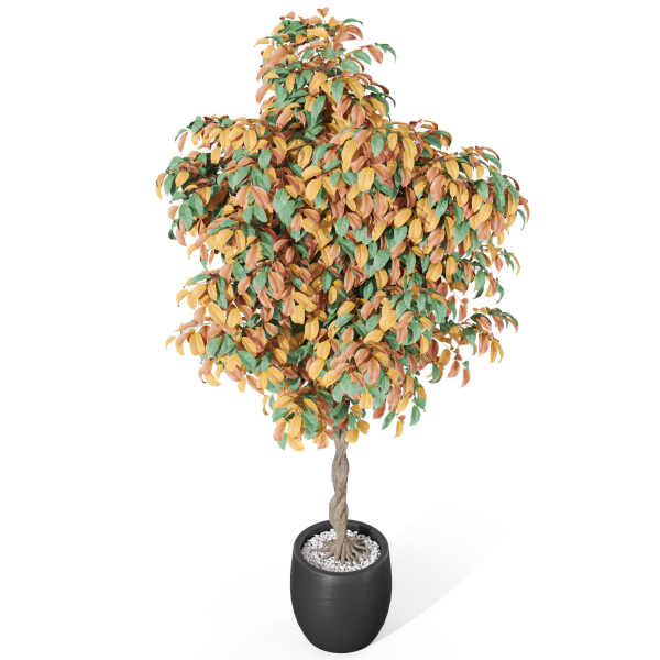 Plants collection 1013