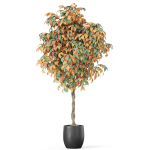 Plants collection 1013