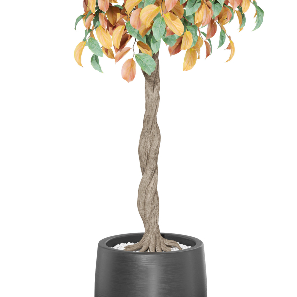 Plants collection 1013
