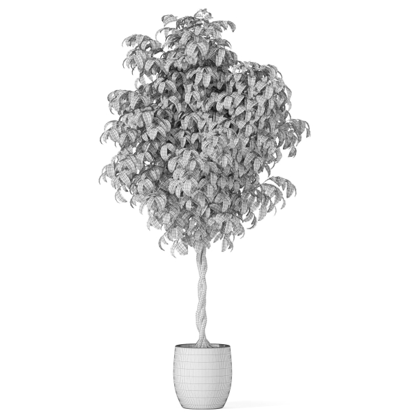Plants collection 1013