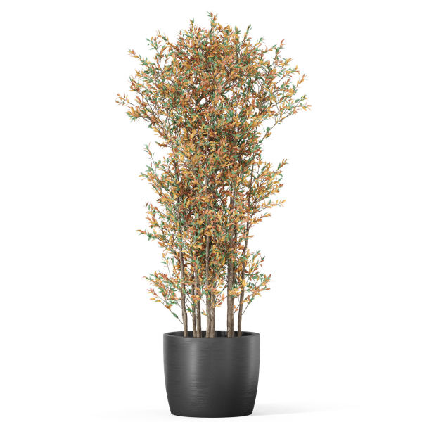 Plants collection 1014