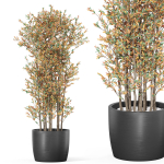 Plants collection 1014