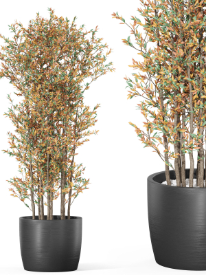 Plants collection 1014
