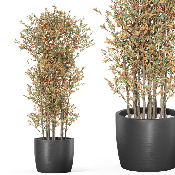 Plants collection 1014