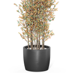 Plants collection 1014