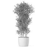 Plants collection 1014
