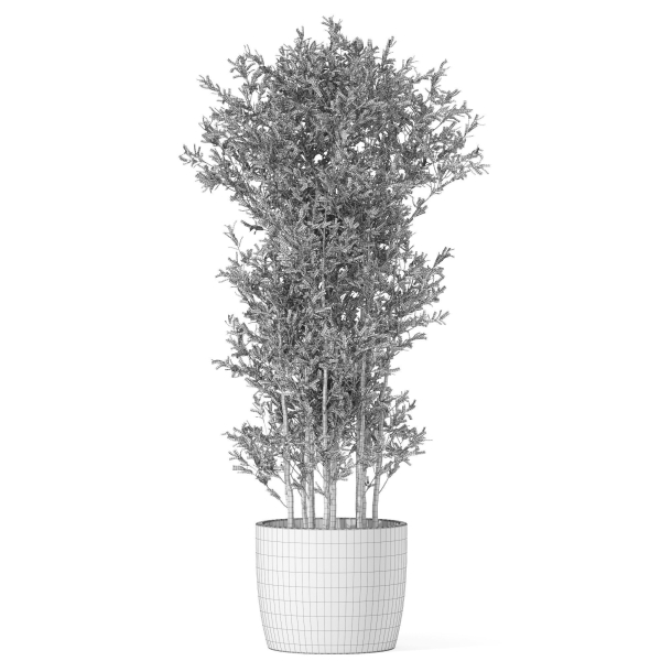 Plants collection 1014