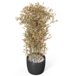 Plants collection 1014