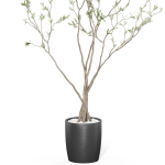 Plants collection 1015