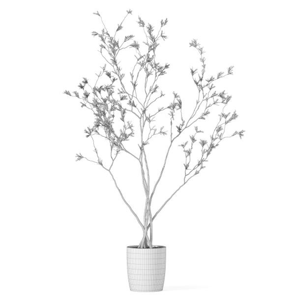 Plants collection 1015