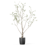 Plants collection 1015