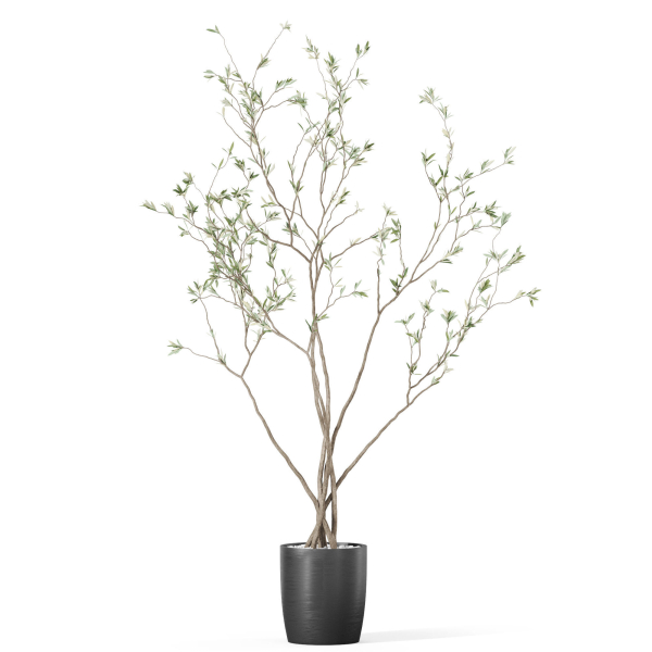 Plants collection 1015