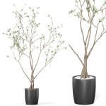 Plants collection 1015