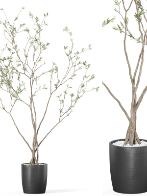 Plants collection 1015