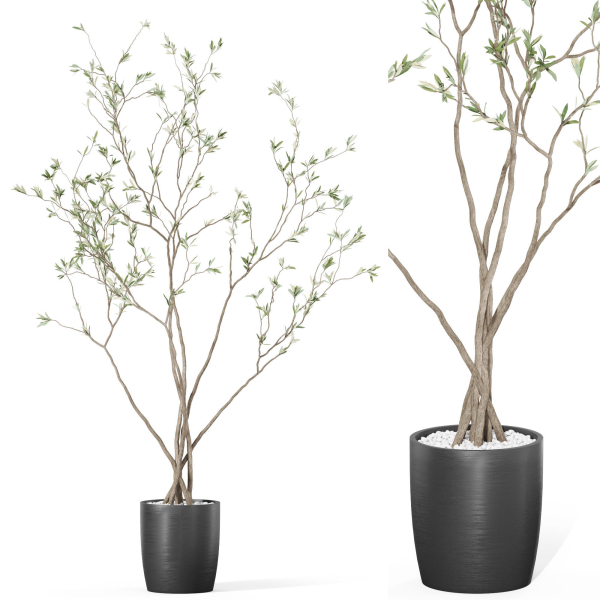 Plants collection 1015
