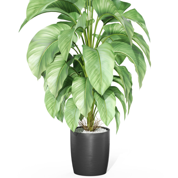 Plants collection 1016